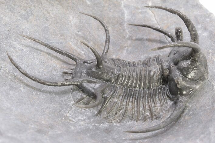 Spiny Ceratarges Trilobite - Zireg, Morocco #199008